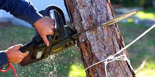 Best Tree Health Inspection  in Christopher, IL