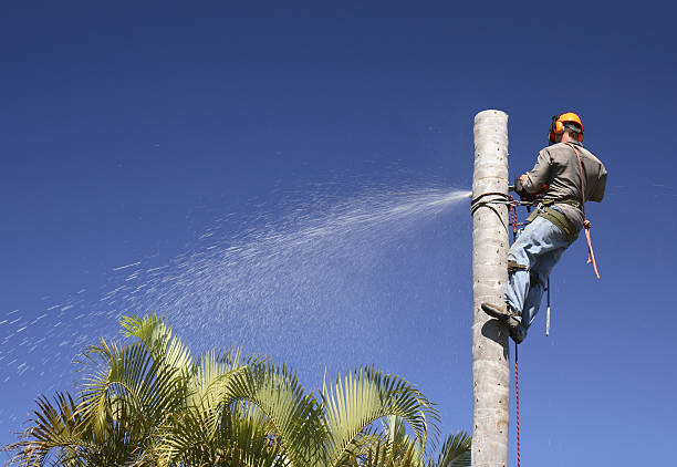 Leaf Removal in Christopher, IL