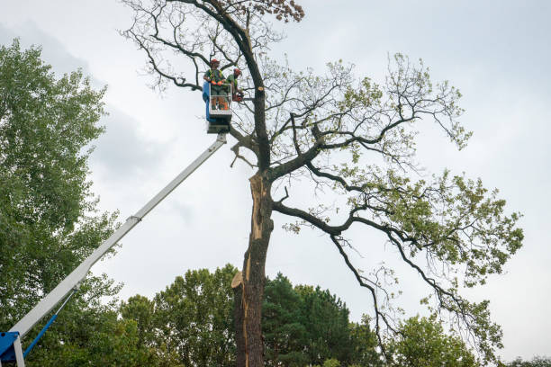 How Our Tree Care Process Works  in  Christopher, IL