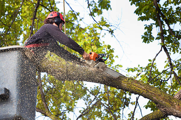 Best Commercial Tree Services  in Christopher, IL